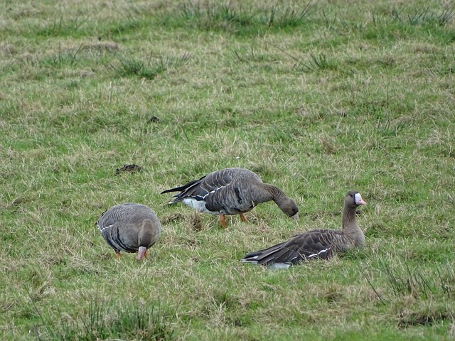 曼聯準備放棄引入芒特！目標轉向布萊頓年輕中場凱塞多！.