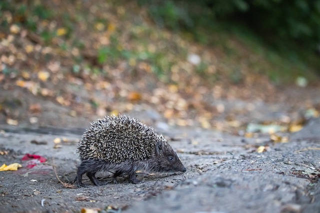 迪馬利亞：夢想與羅薩裏奧解放者杯奪冠！.