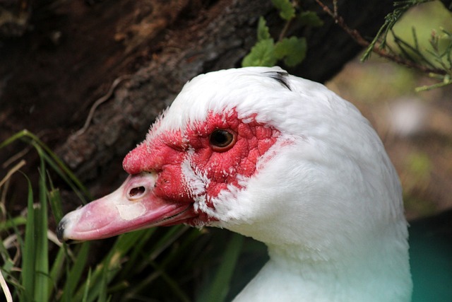 令探险者流 令探险者流